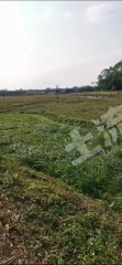 江门恩平市100亩水田经营权出租