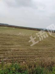 江西南昌1600亩莲藕地对外经营权出租