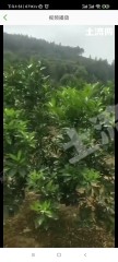 赣州龙南县25亩1100棵丰产园地-果园经营权转让
