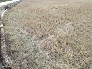 来宾武宣县410亩水田经营权出租