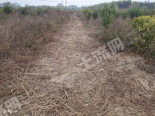 来宾武宣县200亩水浇地经营权出租