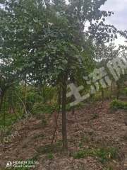 江门新会区80亩灌木林地经营权转让