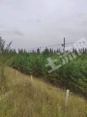 乌兰察布卓资县90亩其它林地经营权转让