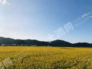 哈尔滨通河县160亩有林地转让