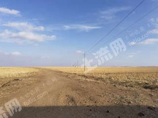 乌兰察布四子王旗 1200亩 旱地 经营权出租