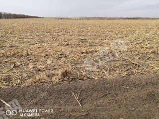 巴彦淖尔五原县 2200亩 水浇地 经营权出租