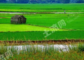 呼伦贝尔阿荣旗500亩水田经营权转包
