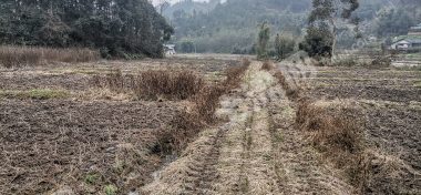 乐山沙湾区 500亩 水田 经营权出租