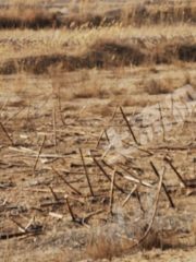 巴彦淖尔乌拉特中旗 180.41亩 水浇地 经营权出租