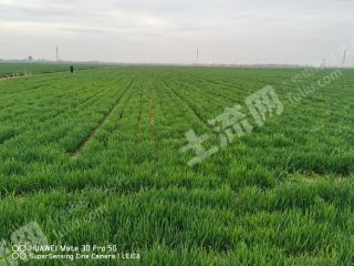 潍坊诸城市1800亩水浇地经营权出租