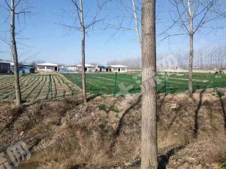 盐城阜宁县 40亩 农场 使用权出租