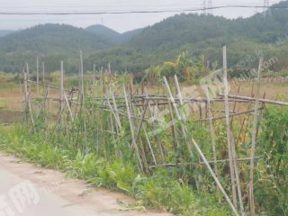 云浮郁南县 400亩 水浇地 经营权出租