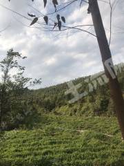 惠东多祝65亩水浇地经营权出租可种香蕉