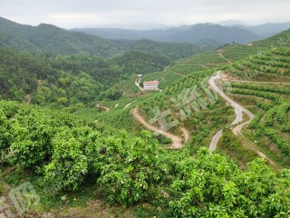 梅州大埔县848亩果园转让