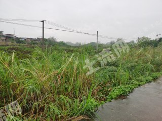 梅州兴宁市 600亩 水田 经营权出租