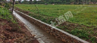 梅州兴宁市 600亩 水田 经营权出租