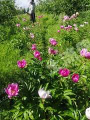 呼伦贝尔阿荣旗150亩果园经营权转让