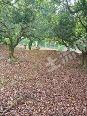 惠城汝湖2000平米农村宅基地使用权出租