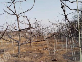 沂源17亩 果园经营权 出租