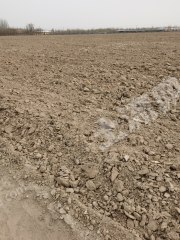 石嘴山平罗县2000亩水浇地经营权出租