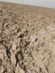 石嘴山平罗县1100亩水浇地经营权出租
