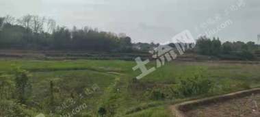 娄底涟源市120亩水田出租