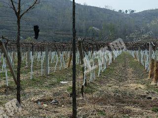 博山区 13亩 果园经营权 转让