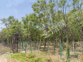 郑州惠济区 200亩 乔木林地 经营权出租