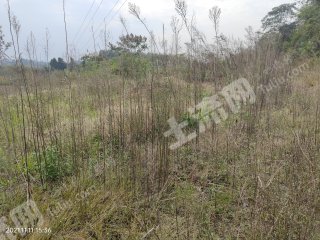 眉山仁寿县 551亩 荒山 使用权出租