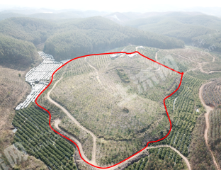 柳州鹿寨县52亩有林地经营权出租