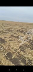 通辽奈曼旗150亩水浇地经营权出租