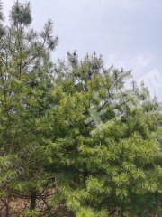 吉林通化90亩红松林地经营权转让