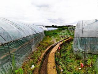 清镇省道旁10亩草莓园经营权转让