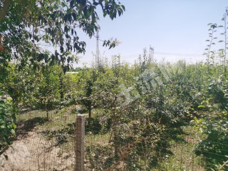 许昌禹州市32亩果园经营权出租