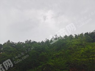 梅州梅县区 500亩 乔木林地 经营权转包