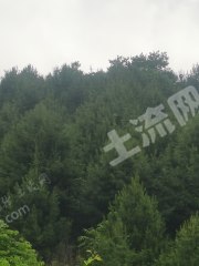 吉林通化130亩红松林地经营权转让