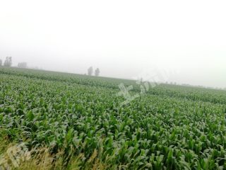 潍坊寒亭区8亩水浇地经营权出租