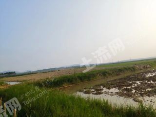 江西省高安市1000亩稻虾田经营权出租已挖好沟