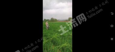 郑州登封市 45亩 水浇地 经营权出租