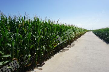 新乡辉县市 600亩 水浇地 经营权出租XX1673