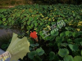 金华义乌市22亩其它林地经营权转让