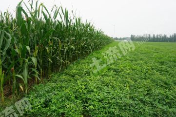 新乡延津县 1000亩水浇地经营权出租XX1677