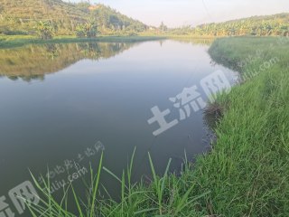 梅县区荷泗社区8亩鱼塘经营权出租