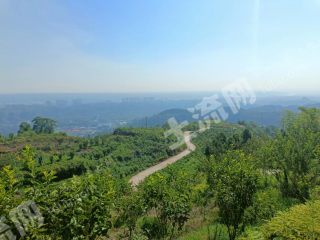 宜宾屏山县230亩柑橘樱桃园经营权转让