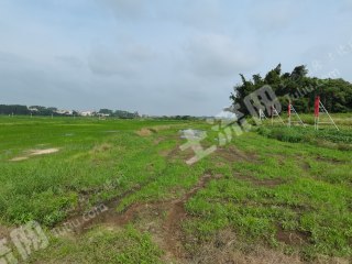 湛江坡头区 500亩 水田 经营权出租