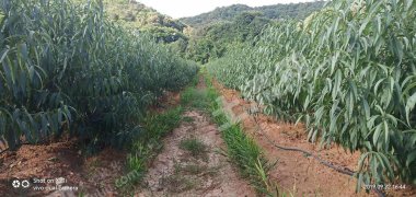 文山丘北县 110.57亩 果园 经营权转让