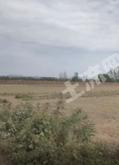 驻马店泌阳县7000亩水浇地经营权出租