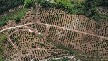 梅州丰顺县150亩柑橘园经营权转让