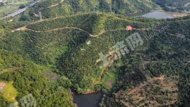 梅州兴宁市300亩油茶、柚园经营权转让