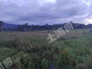 海南万宁市200亩水田农田低洼地经营权出租